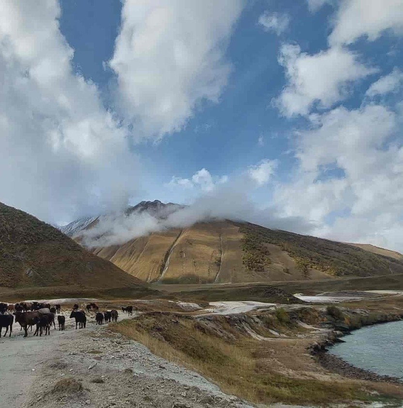Discover the beauty of Juta Valley with ZuraTour Juta Valley landscape in Georgia with mountains and cattle, provided by zuratour.com