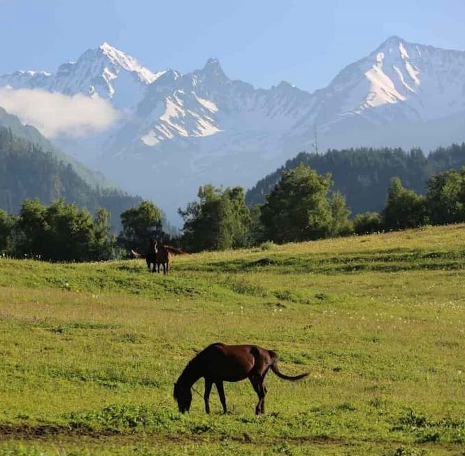 נופי טושטי הפראית - סוס רועה במרחבים ירוקים מול פסגות הקווקז