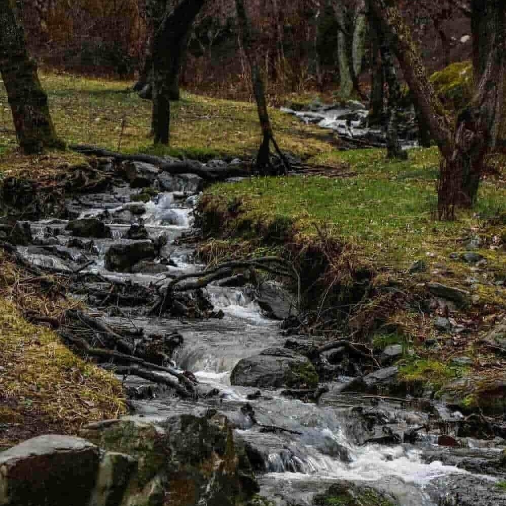 Быстрая горная река, протекающая через хвойный лес в окрестностях Боржоми