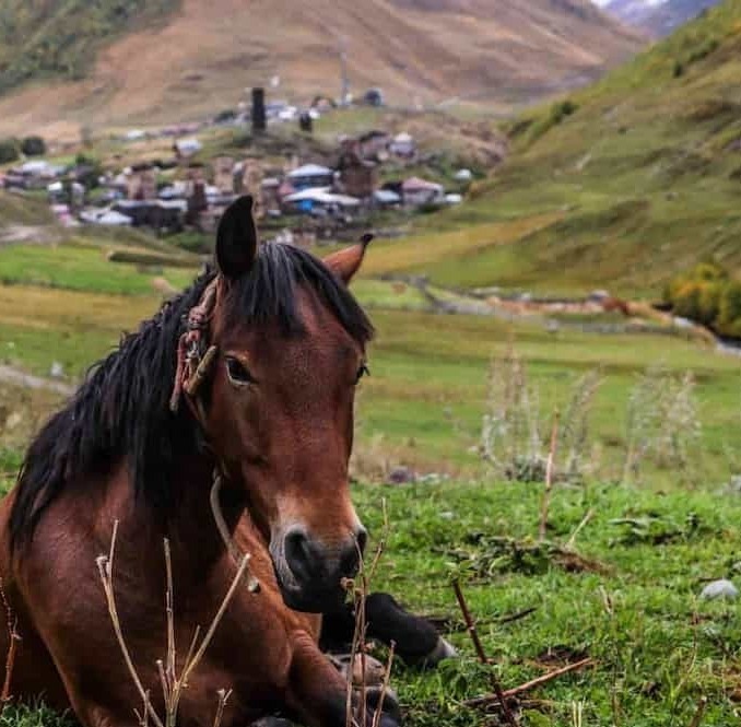 נופי סוואנתי ומגדלי אבן עתיקים